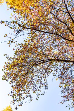 ağaç görünümünü aşağıdan gökyüzüne sonbahar manzara bırakır