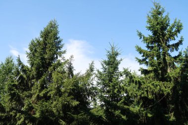 mavi gökyüzü arka plan üzerinde yeşil Ladin