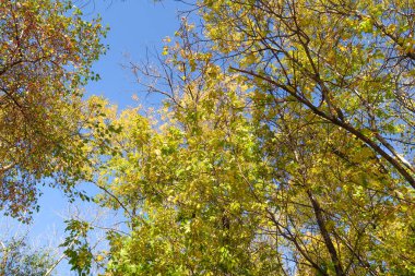 ağaç görünümünü aşağıdan gökyüzüne sonbahar manzara bırakır