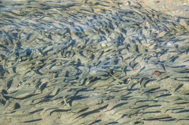 küçük balık suda yüzen deniz çaça