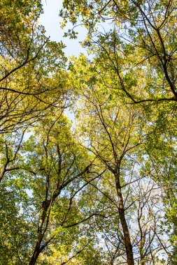 ağaç görünümünü aşağıdan gökyüzüne sonbahar manzara bırakır