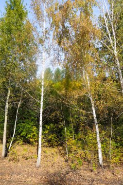 Sonbahar Orman Manzara Doğa