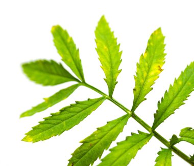 Su damlalı yeşil yaprak