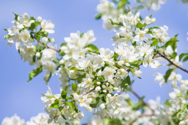 elma ağacı çiçek Peyzaj doğal