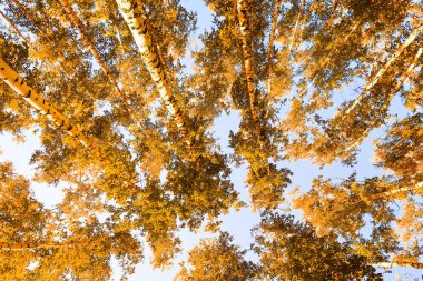 gökyüzü sonbahar arka planı sarı huş ağacı yaprakları
