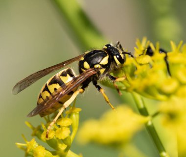 sarı bir çiçek üzerinde sarı yaban arısı