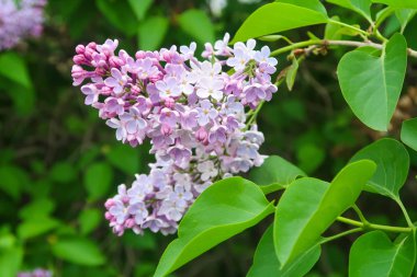 bir ağaç üzerinde parlak Lila çiçek