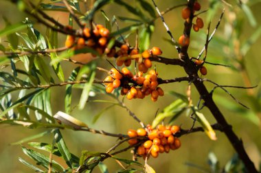 Olgun deniz cehri çilek ağacı üzerinde