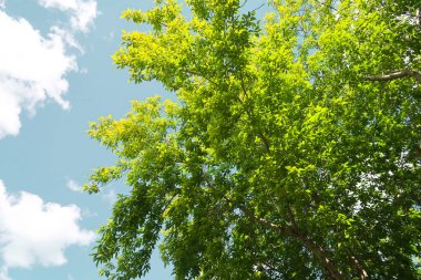 Aşağıdan yeşil orman bahar bakış bulutlar içine