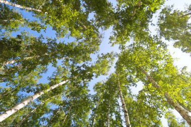 orman manzaralı aşağıdan gökyüzüne huş ağacı