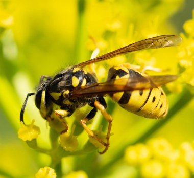 eşek arısı sarı bir çiçek, makro fotoğrafçılık oturur