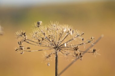 Kuru maydanoz çiçekler doğaya
