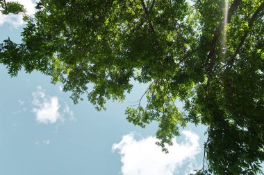 Aşağıdan yeşil orman bahar bakış bulutlar içine