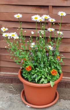 gri bir ahşap zemin üzerine beyaz papatya çiçekler Buket