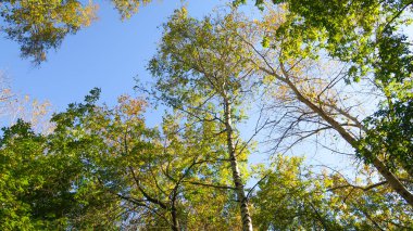ağaç görünümünü aşağıdan gökyüzüne sonbahar manzara bırakır