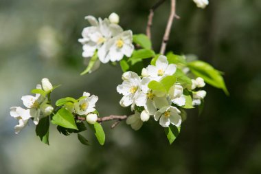elma ağacı çiçek Peyzaj doğal