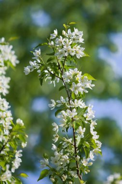 elma ağacı çiçek Peyzaj doğal