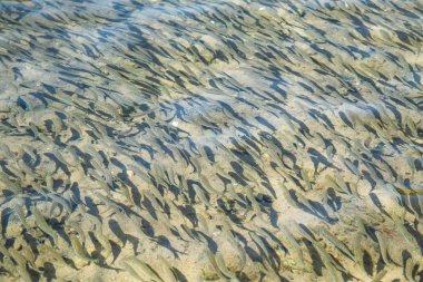 küçük balık suda yüzen deniz çaça