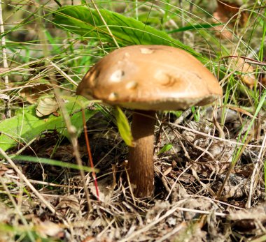 mantar orman doğa, manzara