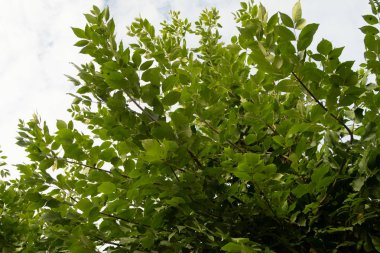 orman manzaralı aşağıdan gökyüzüne huş ağacı