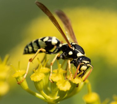 sarı bir çiçek üzerinde sarı yaban arısı