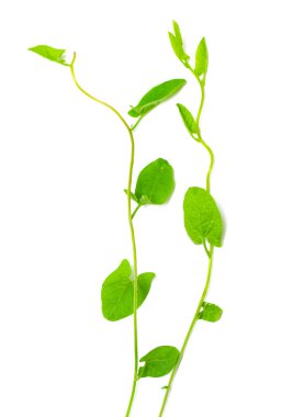 bir sarmaşık yeşil yaprakları beyaz bir arka plan üzerinde