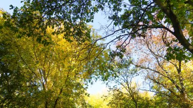ağaç görünümünü aşağıdan gökyüzüne sonbahar manzara bırakır