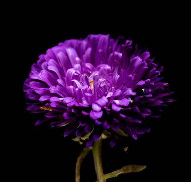 siyah bir arka plan üzerinde izole aster çiçekler