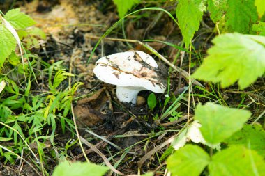 mantar orman doğa, manzara