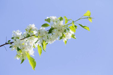 elma ağacı çiçek Peyzaj doğal