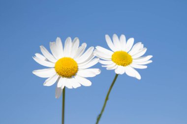 Mavi gökyüzü arka plan üzerinde beyaz papatya çiçek. Seçici odak, sosyal ağ kavramı.