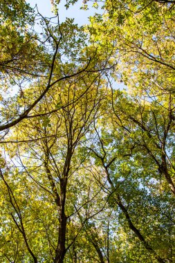 ağaç görünümünü aşağıdan gökyüzüne sonbahar manzara bırakır