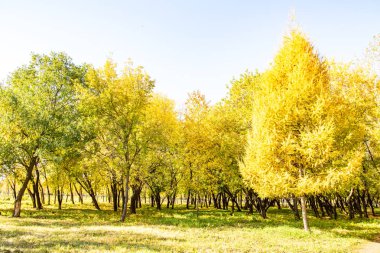 ağaç görünümünü aşağıdan gökyüzüne sonbahar manzara bırakır