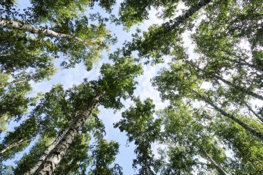 orman manzaralı aşağıdan gökyüzüne huş ağacı