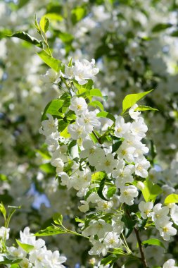 beyaz çiçekler apple yakın çekim doğa manzara