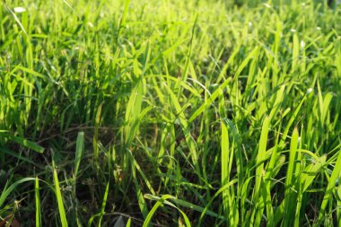 yeşil çim yakın çekim arka plan