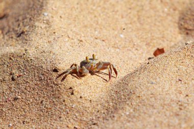 burrows kum üzerinde kum yengeç