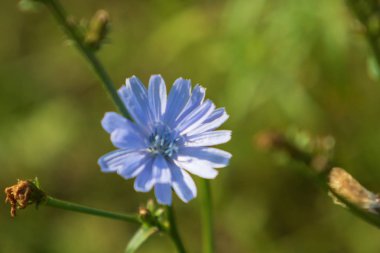 mavi çiçekler Hindiba Doğa