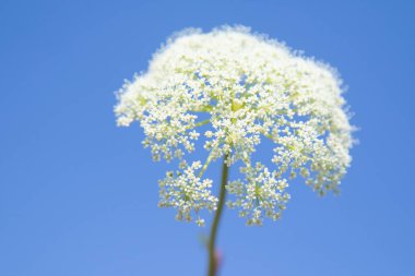 flower of the aegopodium on blue sky background clipart