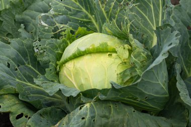 Lahana yatağa yakın büyür