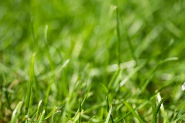 bulanık bokeh arka planı yeşil çimen