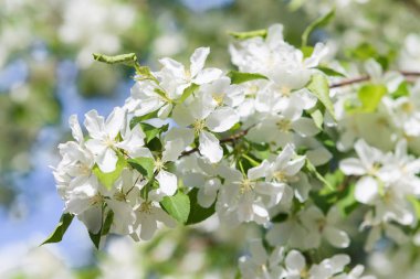 elma ağacı çiçek Peyzaj doğal