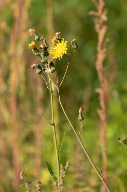 sarı çiçek alan karahindiba