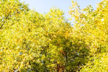 ağaç görünümünü aşağıdan gökyüzüne sonbahar manzara bırakır