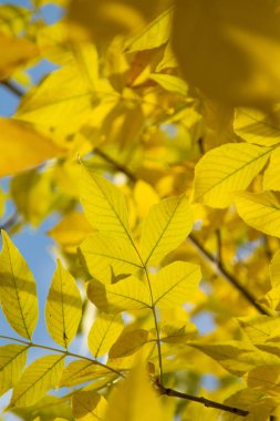 Sonbahar Orman, yaprak döken ağaçlar, peyzaj