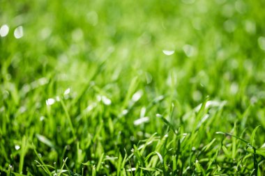 bulanık bokeh arka planı yeşil çimen