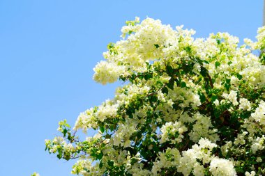 Begonvil parlak çiçek peyzaj