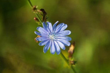 mavi çiçekler Hindiba Doğa