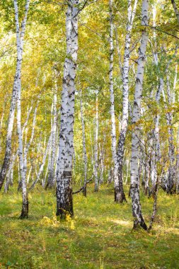 Sarı huş ağacı orman, geç sonbahar doğa manzara