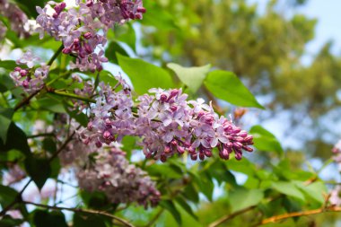 Mavi gökyüzü arka plan üzerine Eflatun çiçekler